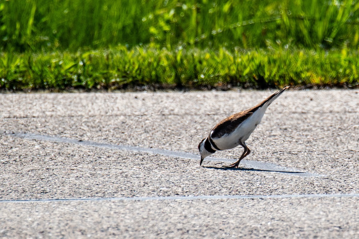 Killdeer - ML635758360
