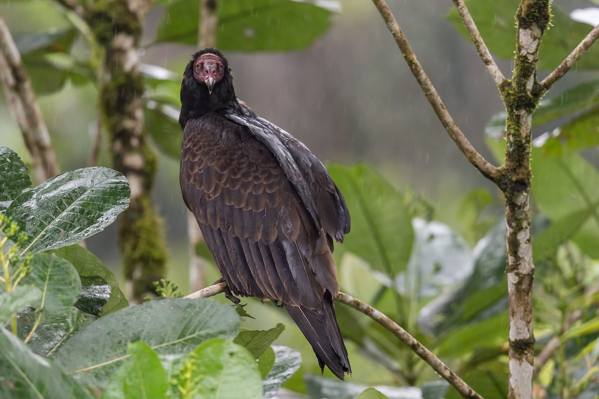 kondor krocanovitý - ML635758393