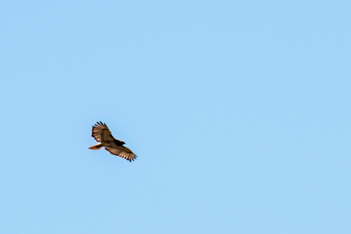 Red-tailed Hawk - ML635758394