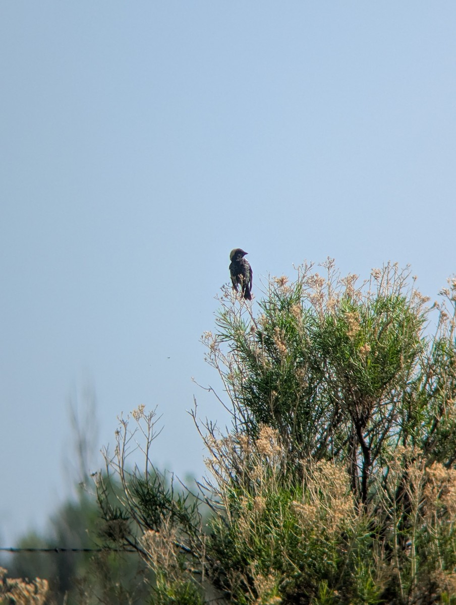 Bobolink - ML635758395