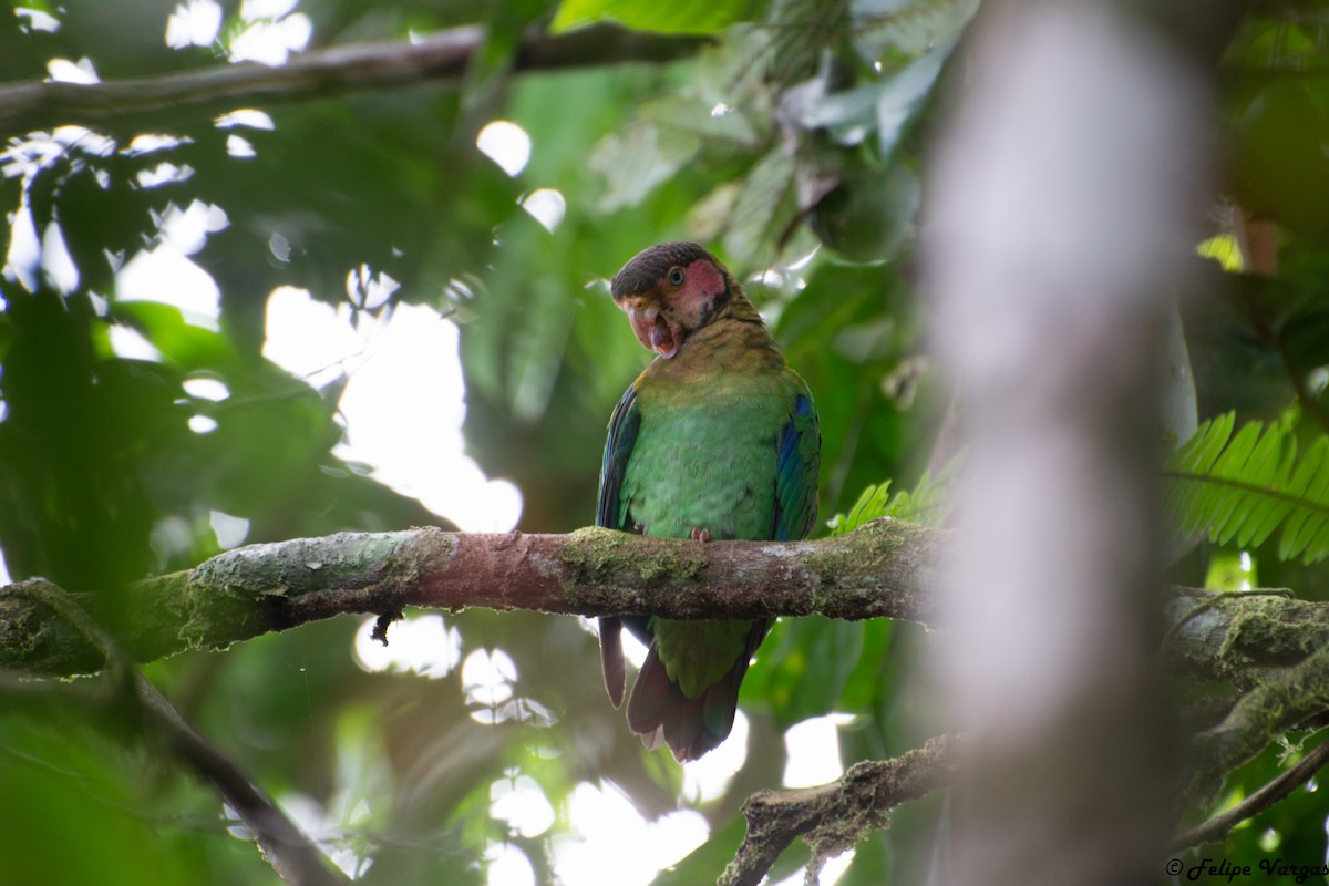 amazónek růžovolící - ML63575841