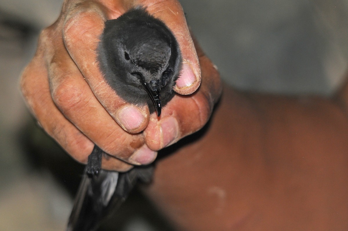 Cape Verde Storm-Petrel - ML635758423