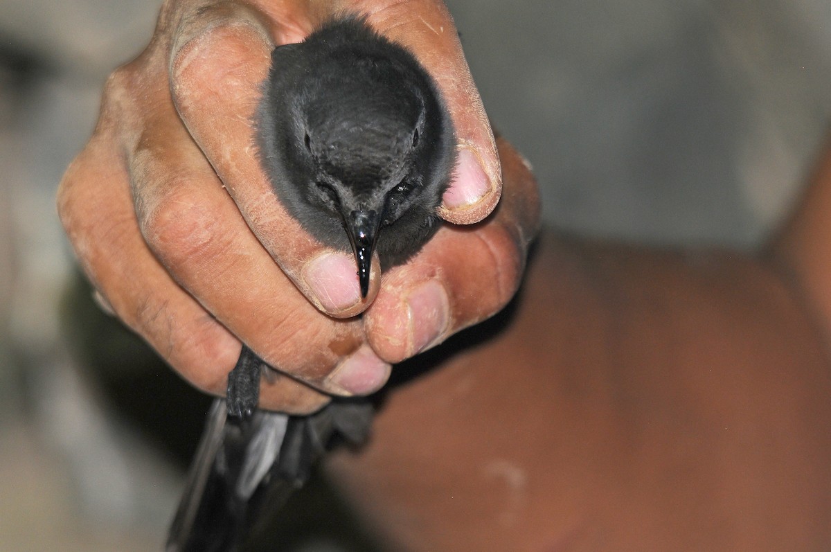 Cape Verde Storm-Petrel - ML635758424