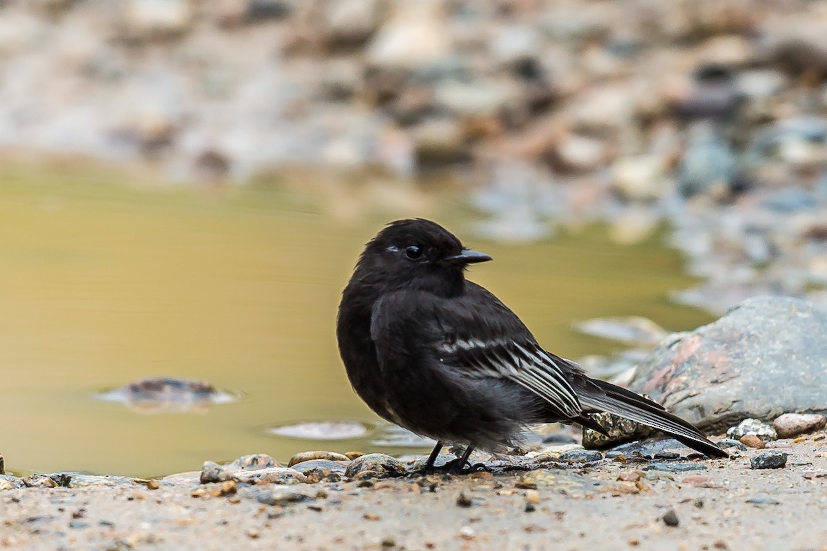 Black Phoebe - ML635758426