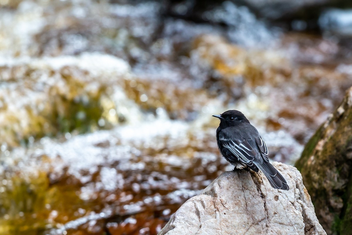 Black Phoebe - ML635758427