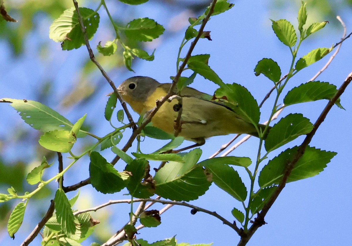 Nashville Warbler - ML635758465