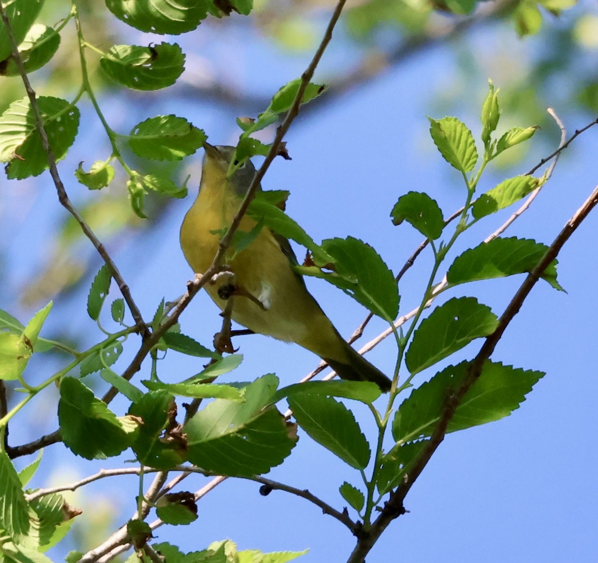 Nashville Warbler - ML635758466