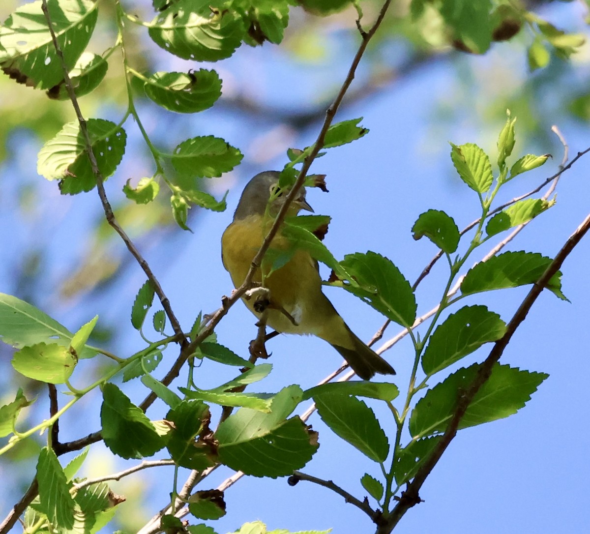 Nashville Warbler - ML635758467