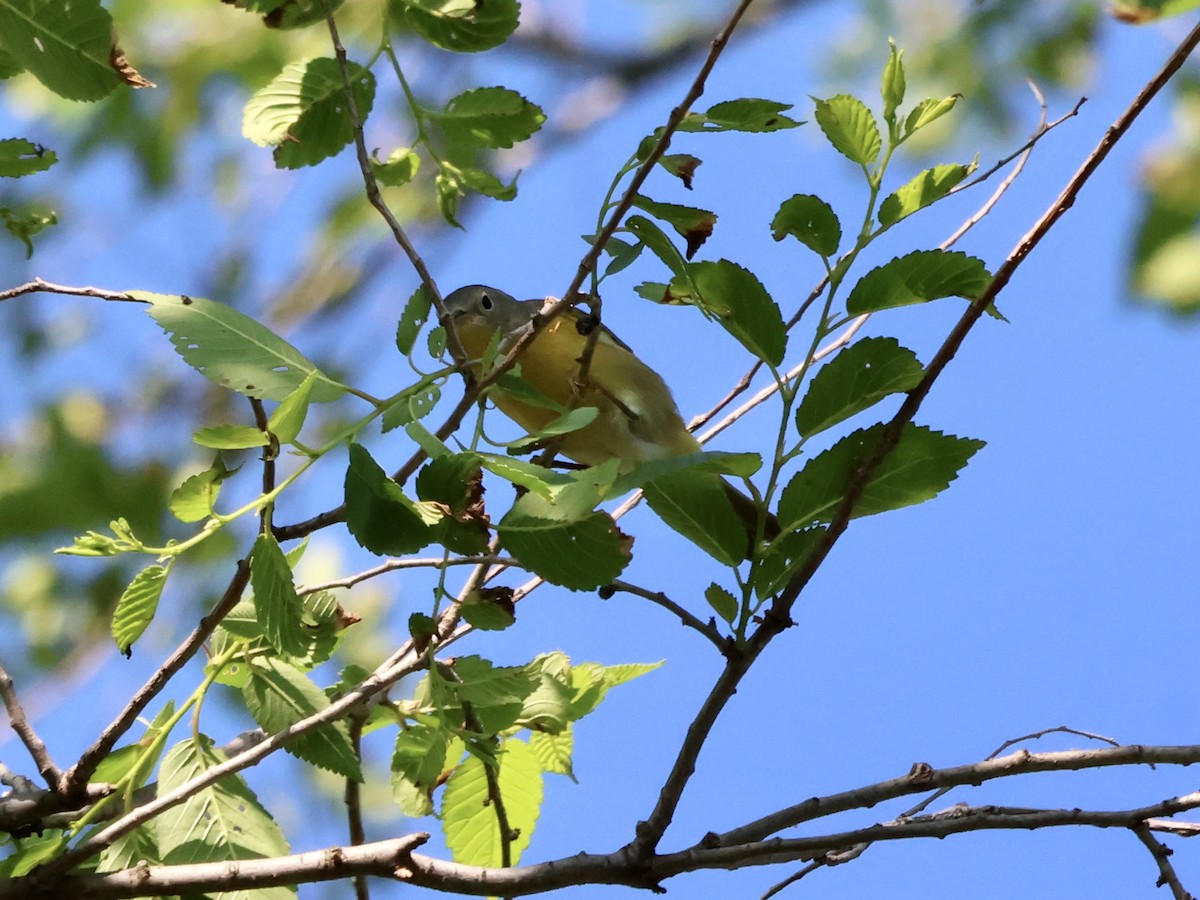 Nashville Warbler - ML635758468