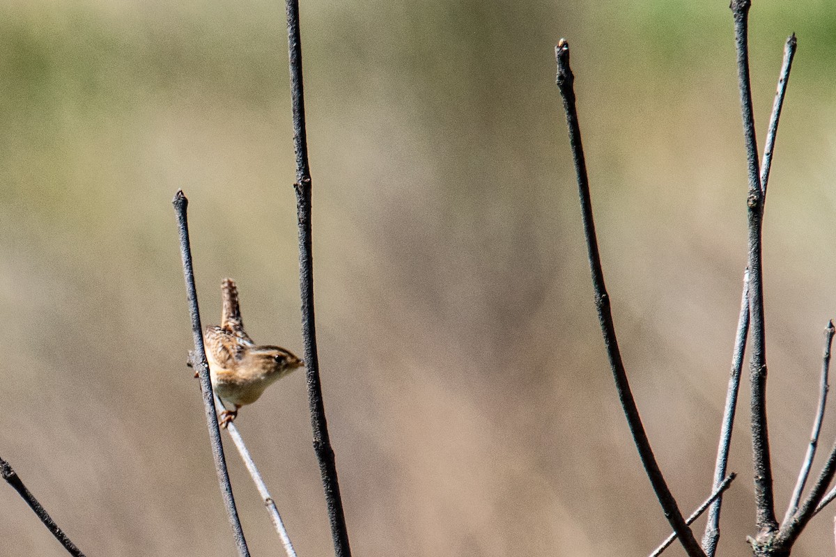 Sedge Wren - ML635758572