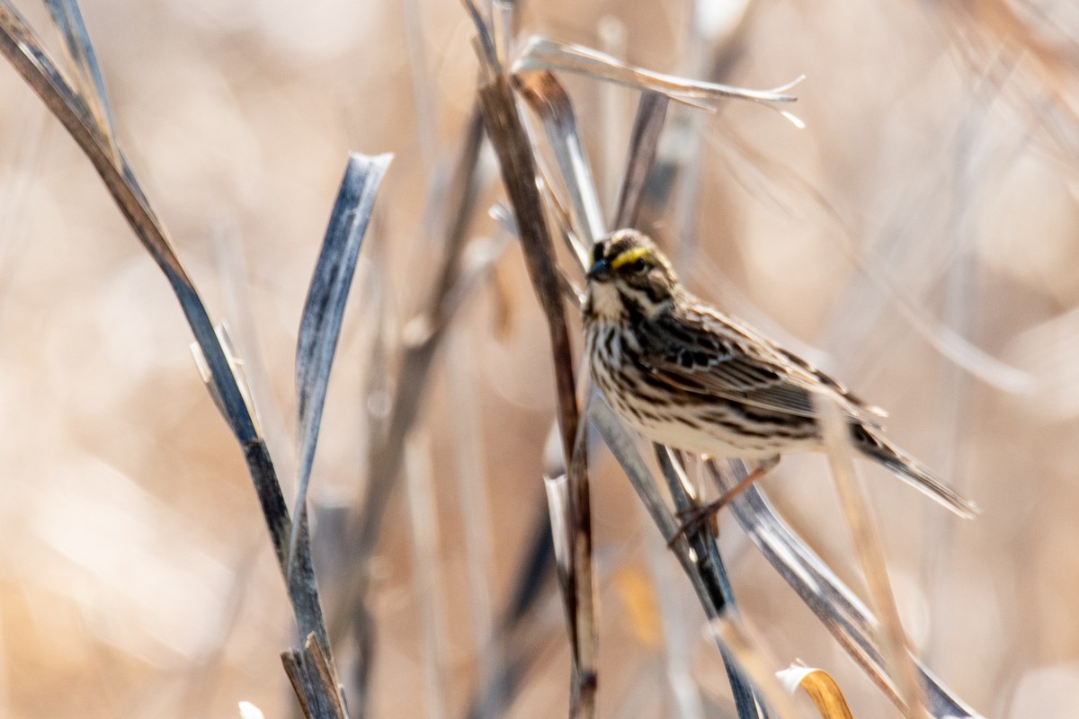 Savannah Sparrow - ML635758580