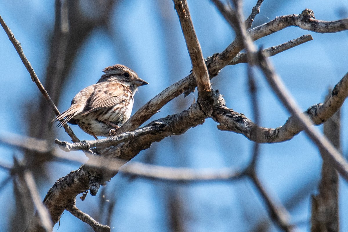 Song Sparrow - ML635758597