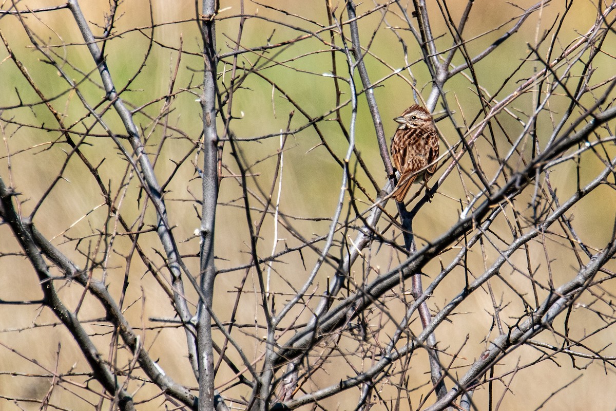 Song Sparrow - ML635758599