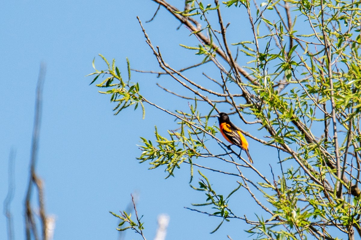 Baltimore Oriole - ML635758630
