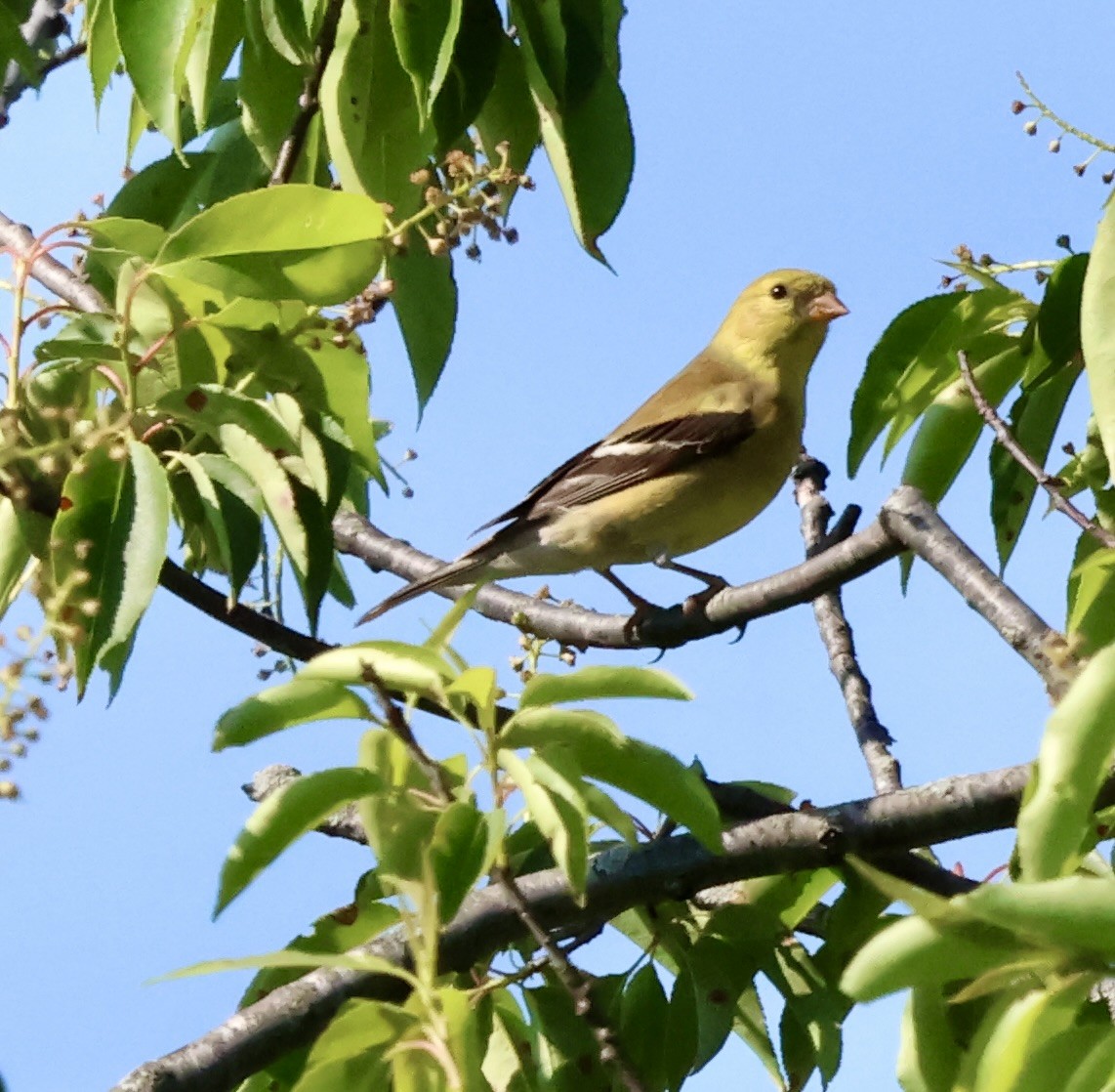American Goldfinch - ML635758631