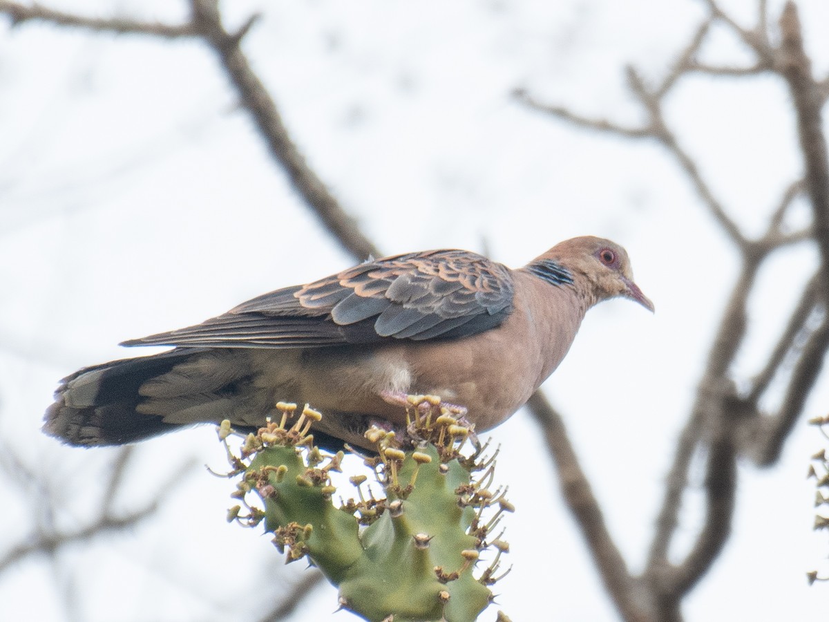 Oriental Turtle-Dove - ML635758649