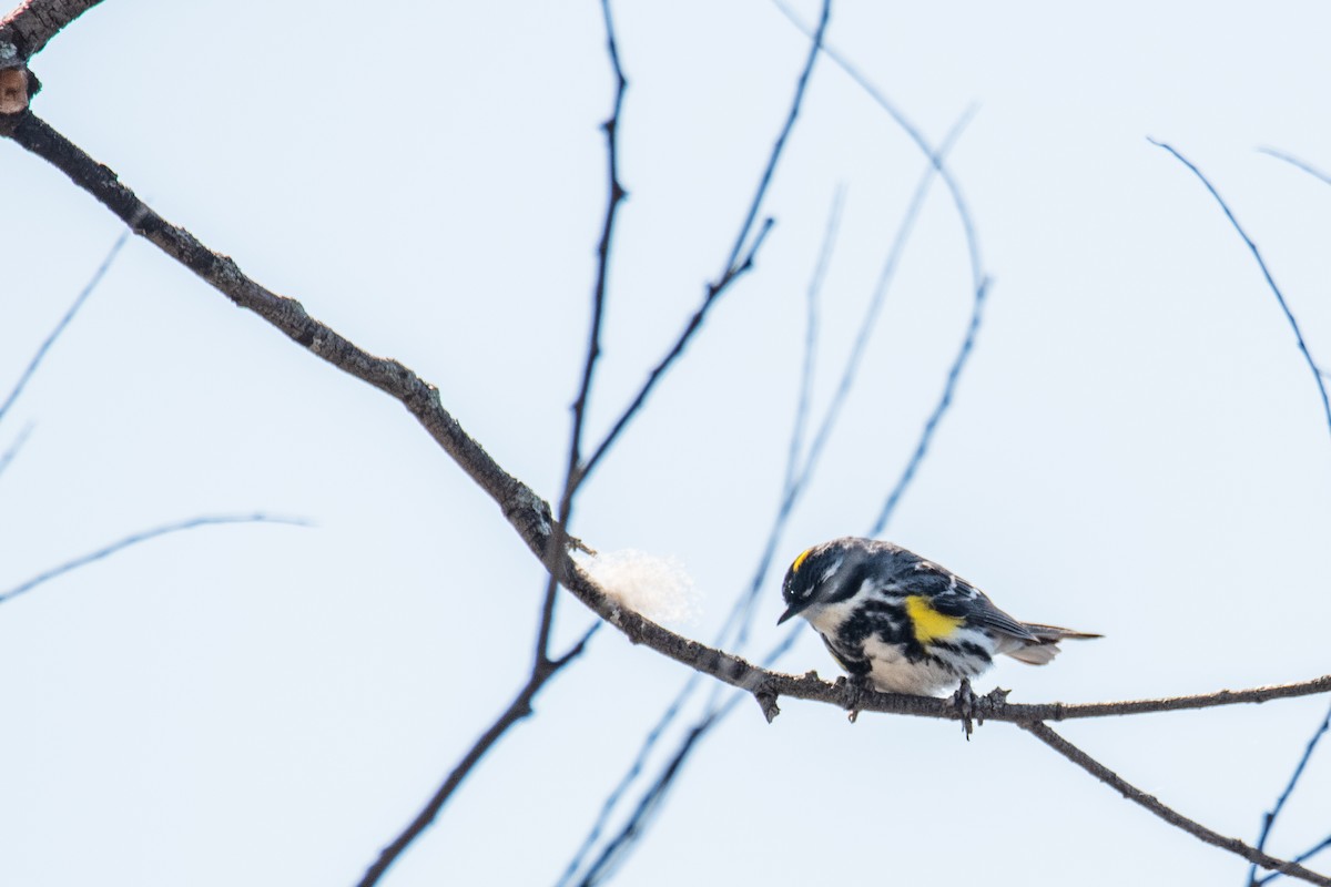 Yellow-rumped Warbler - ML635758654