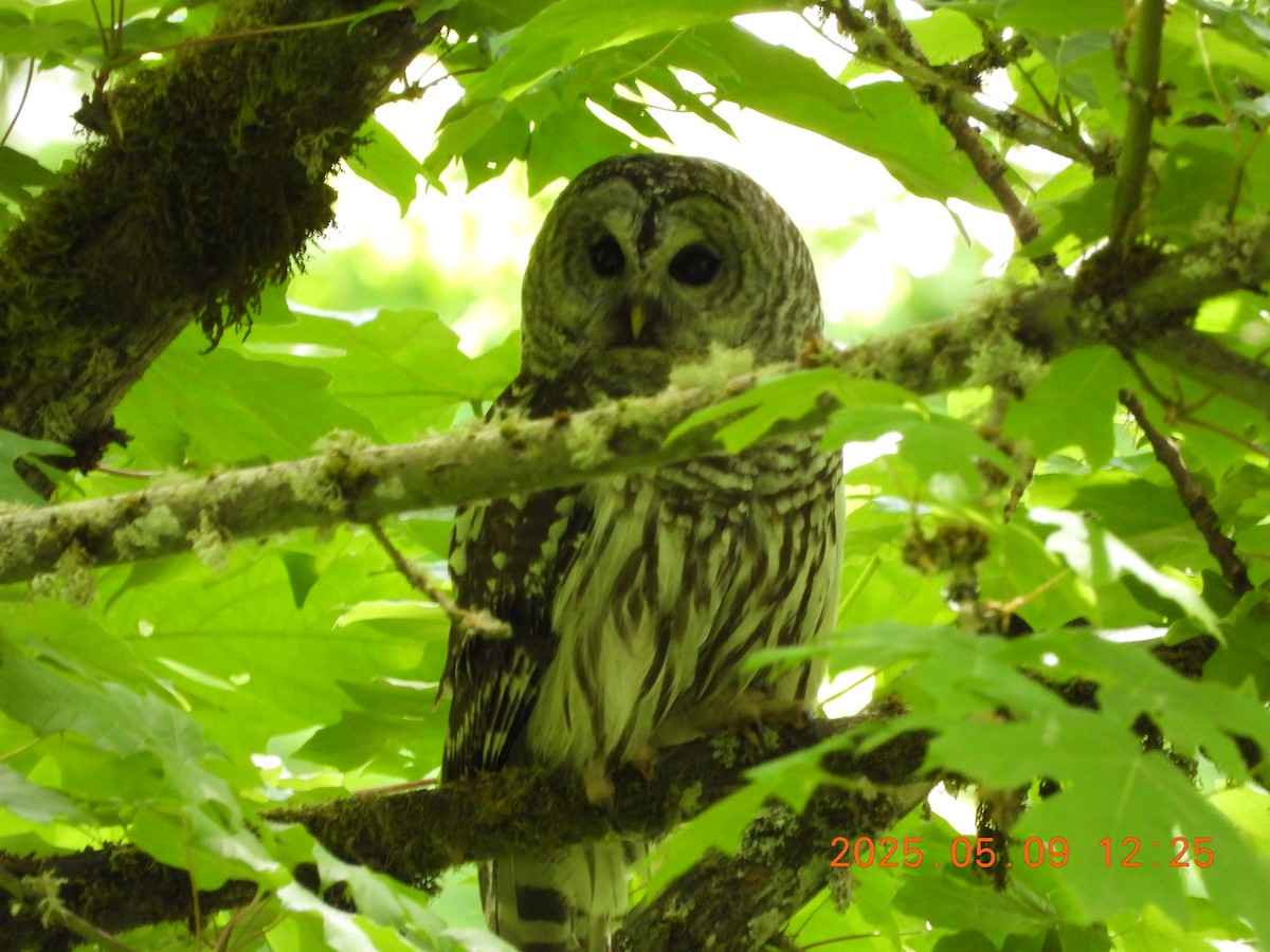 アメリカフクロウ - ML635758660