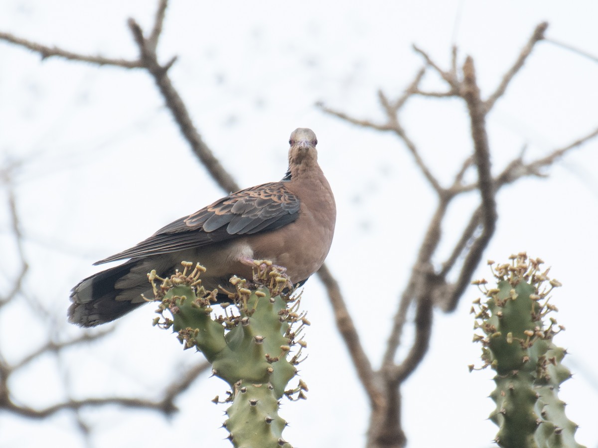 Oriental Turtle-Dove - ML635758671