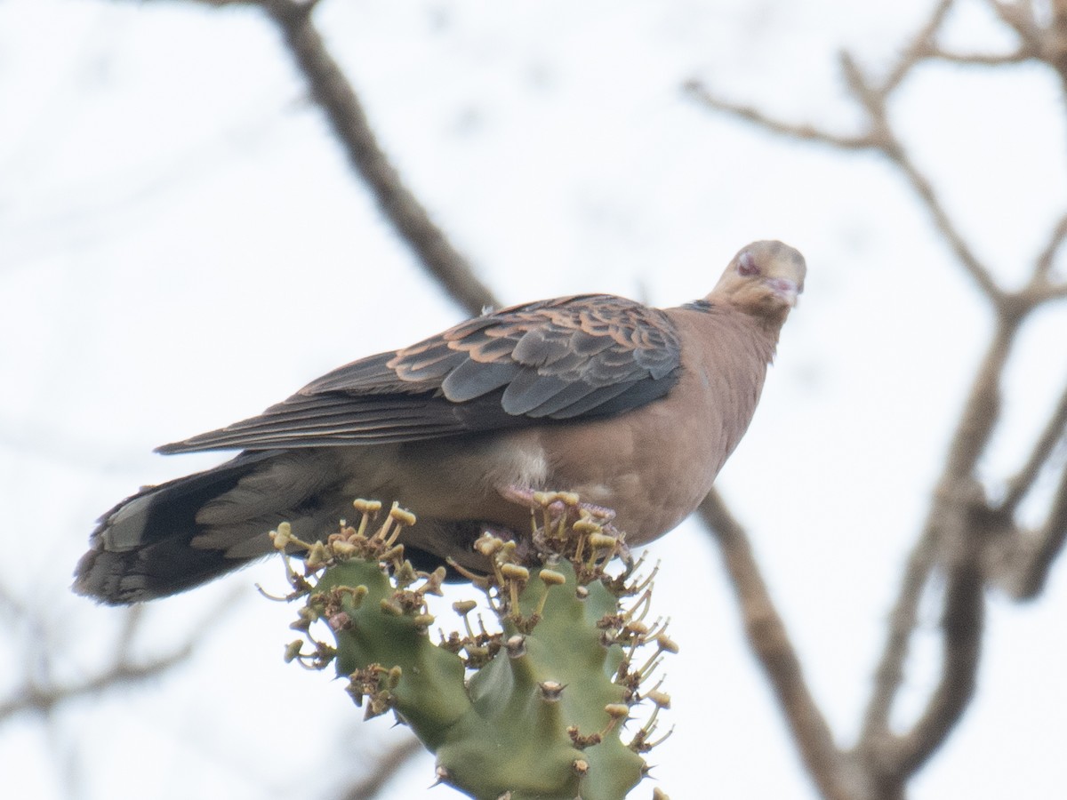 Oriental Turtle-Dove - ML635758672