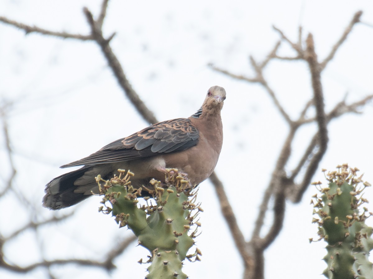 Oriental Turtle-Dove - ML635758673