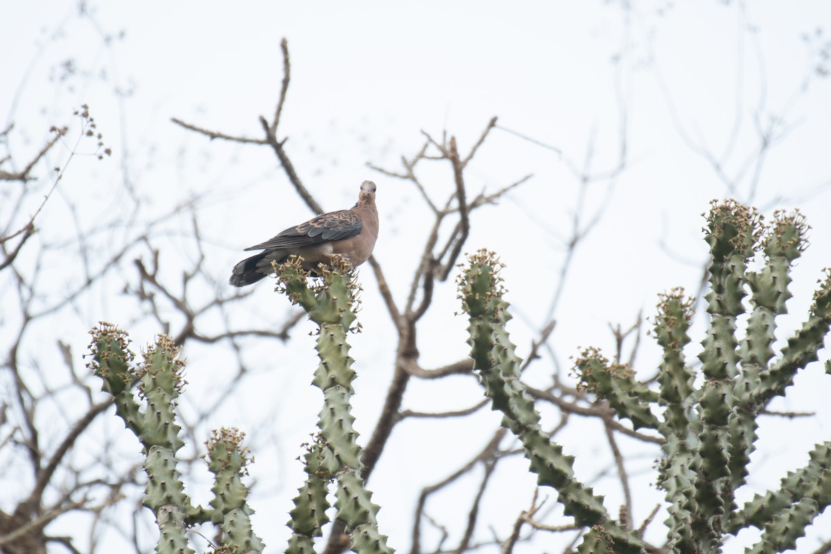 Oriental Turtle-Dove - ML635758674