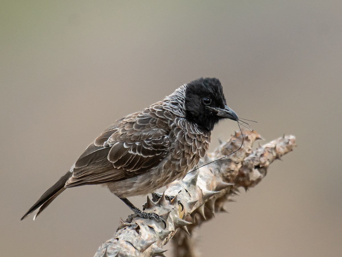 Red-vented Bulbul - ML635758713