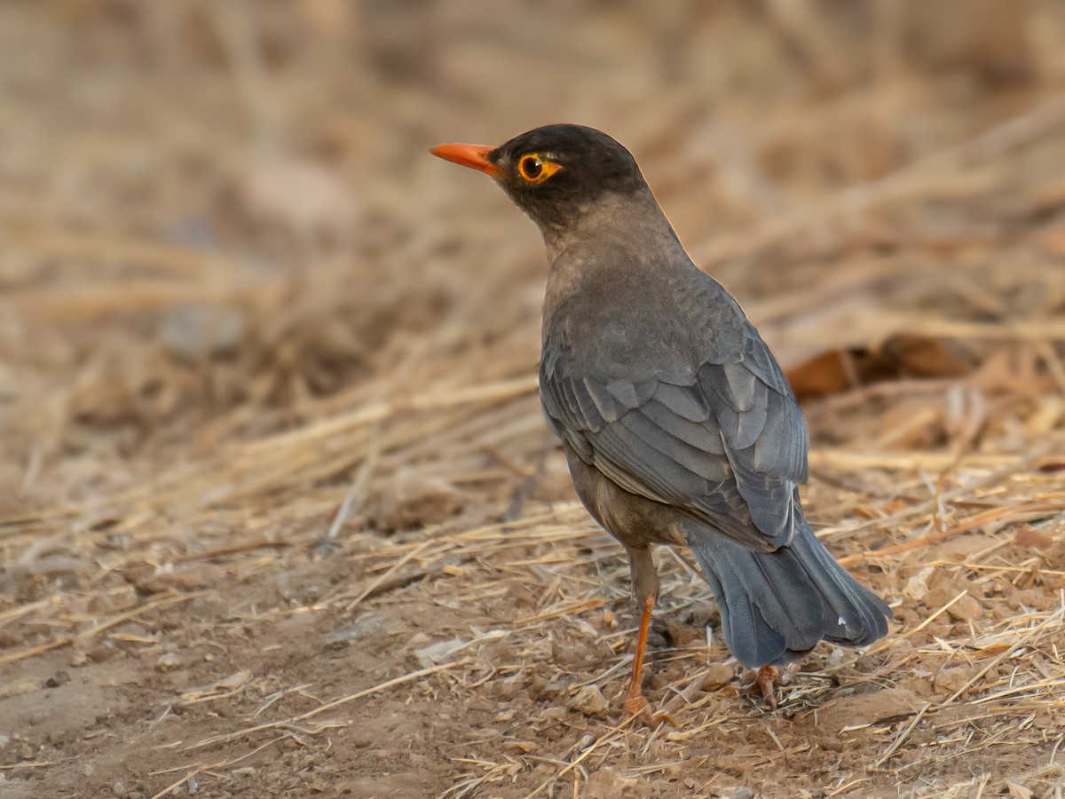 Indian Blackbird - ML635758733