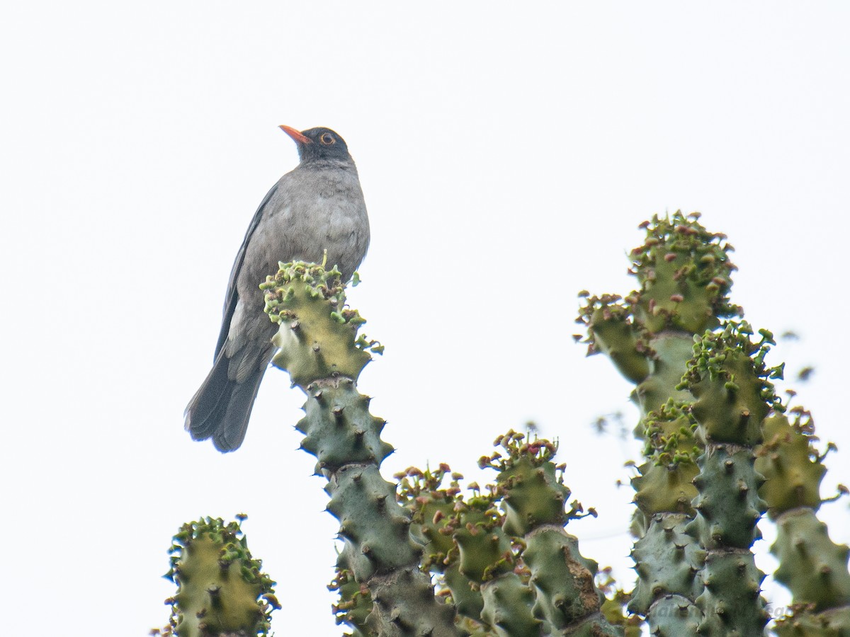 Indian Blackbird - ML635758734