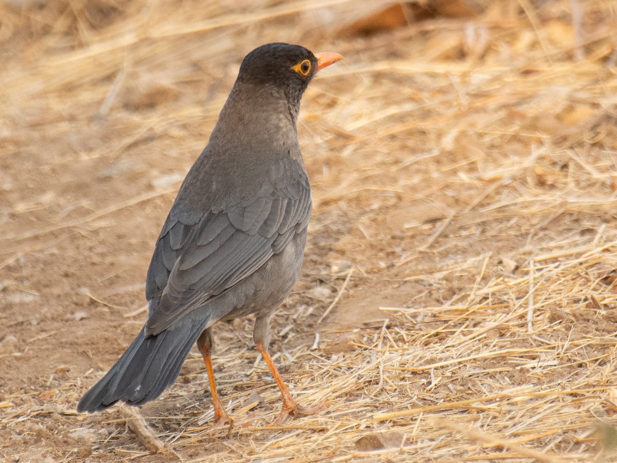 Indian Blackbird - ML635758735
