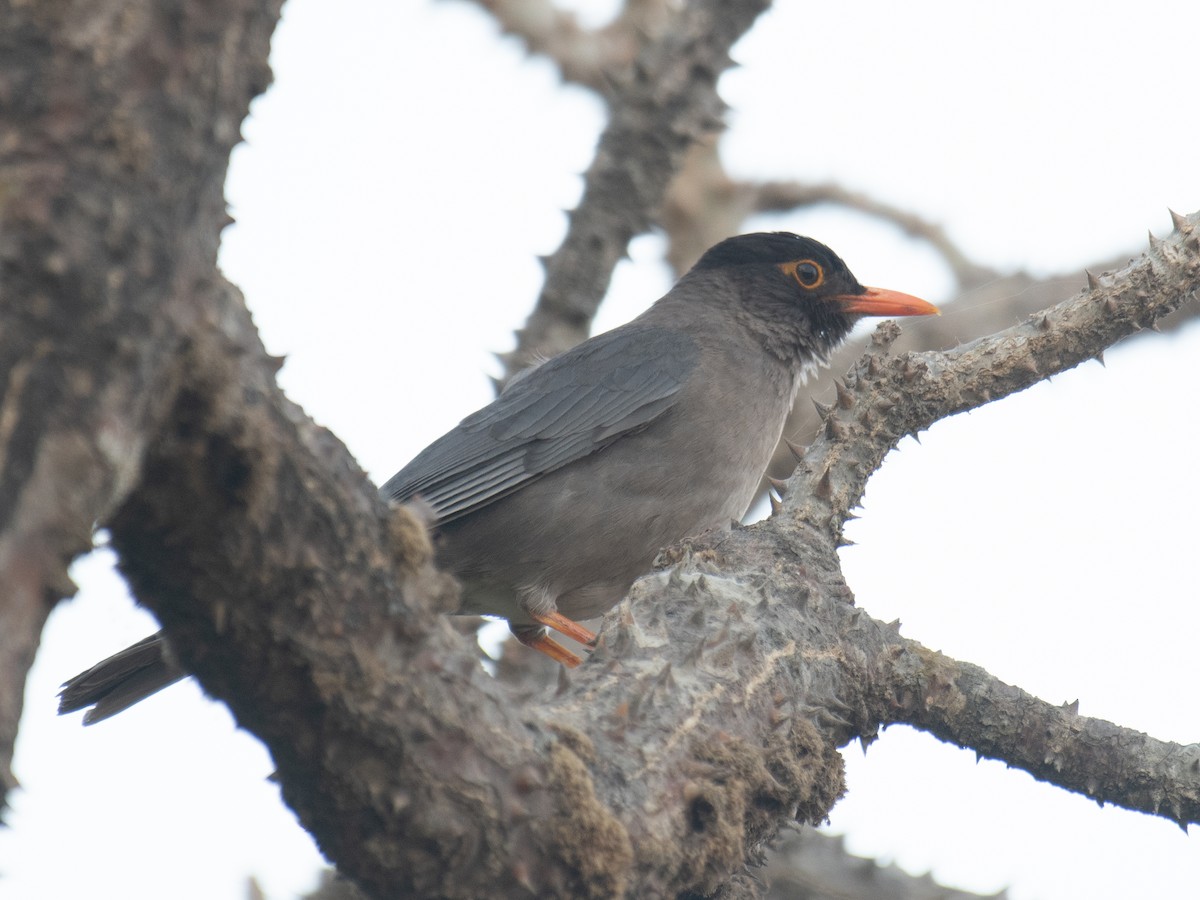 Indian Blackbird - ML635758736