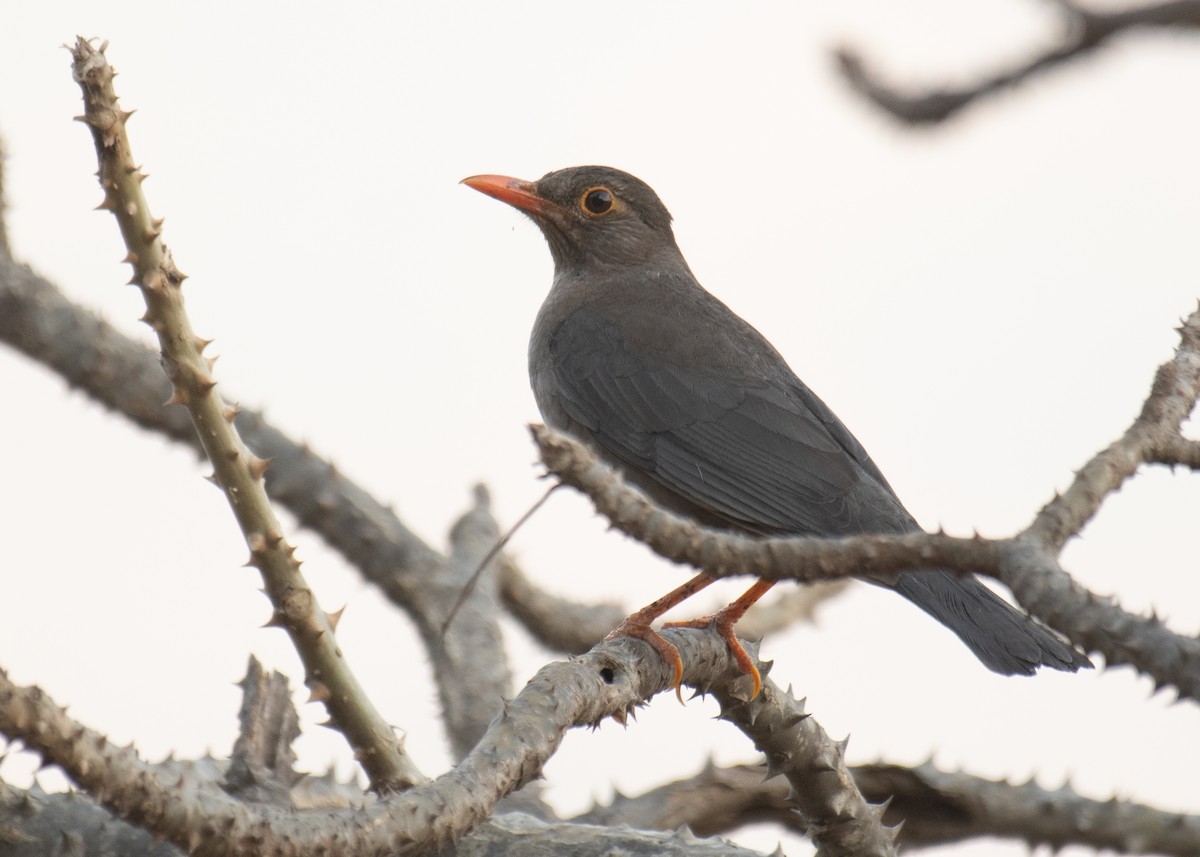 Indian Blackbird - ML635758739