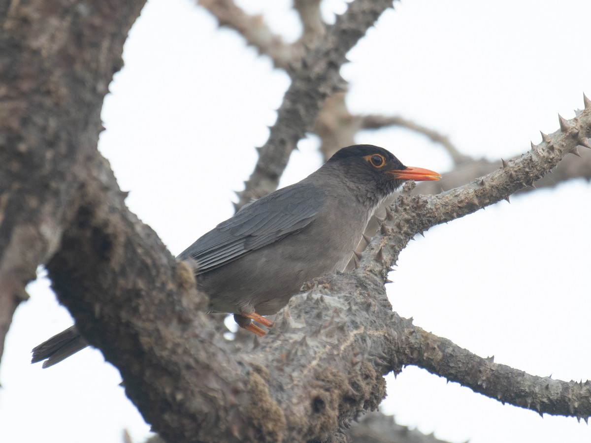 Indian Blackbird - ML635758740