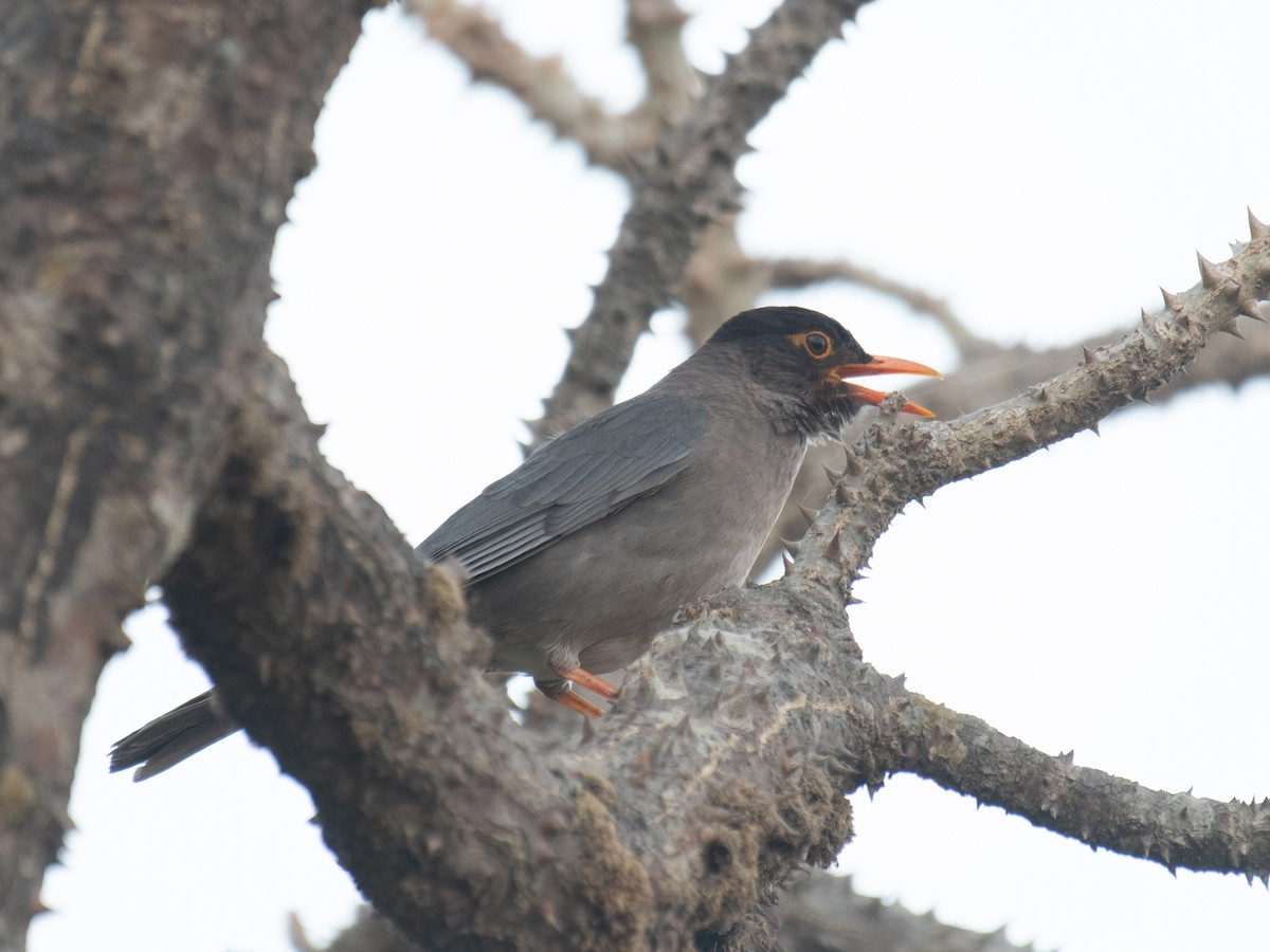 Indian Blackbird - ML635758741