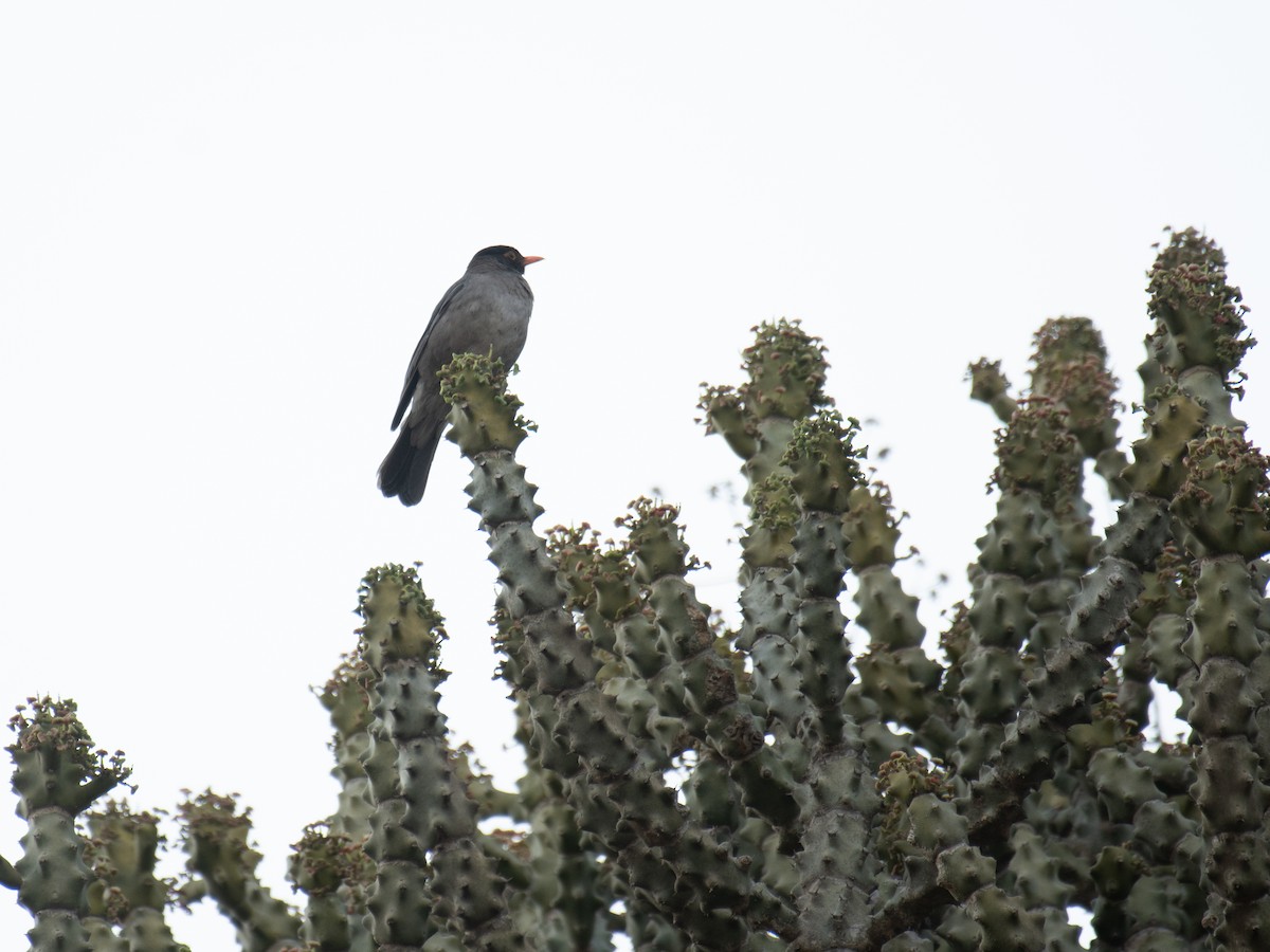 Indian Blackbird - ML635758742