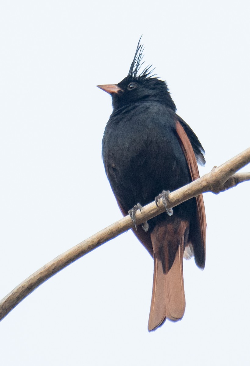 Crested Bunting - ML635758777