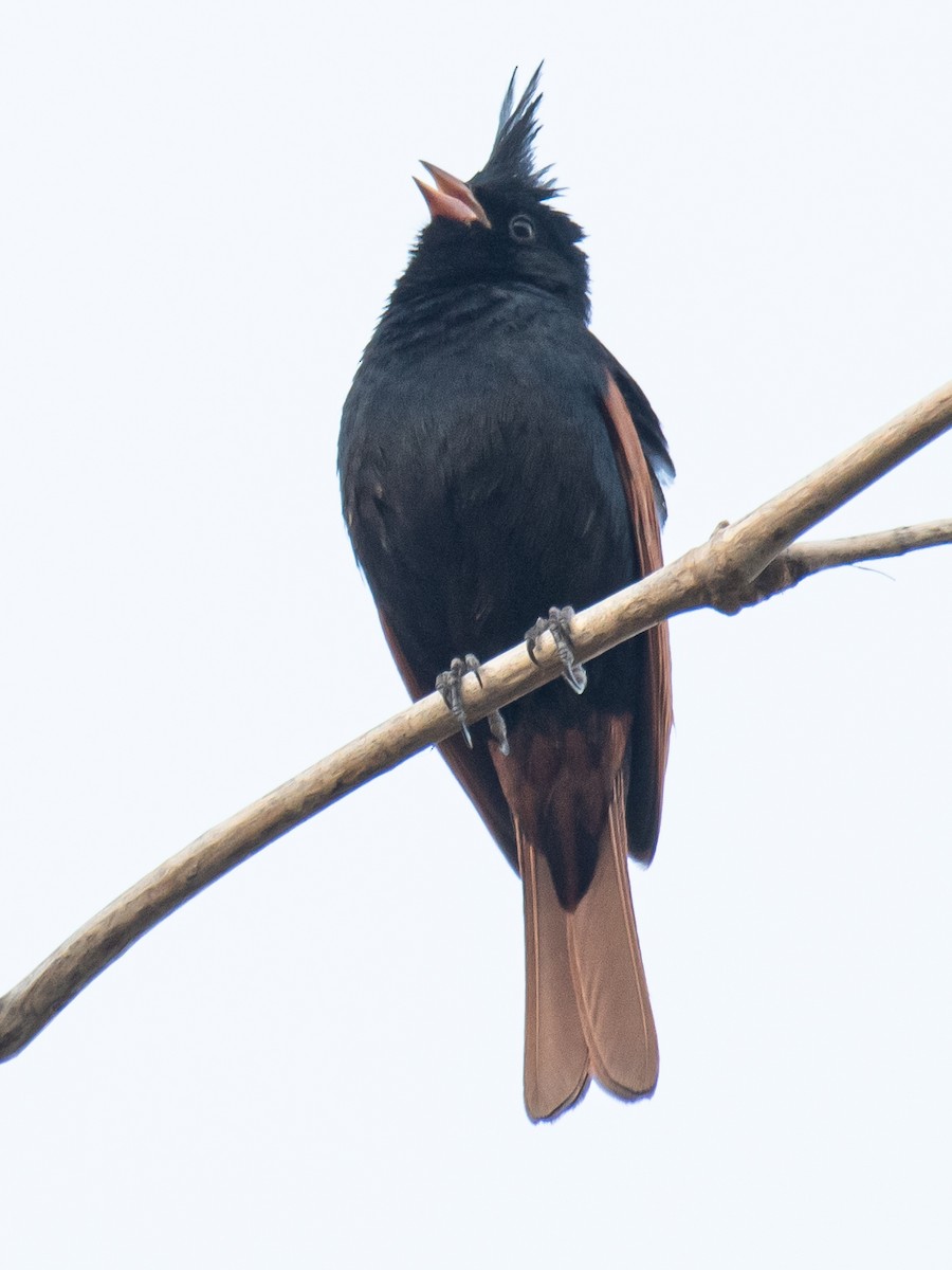 Crested Bunting - ML635758778