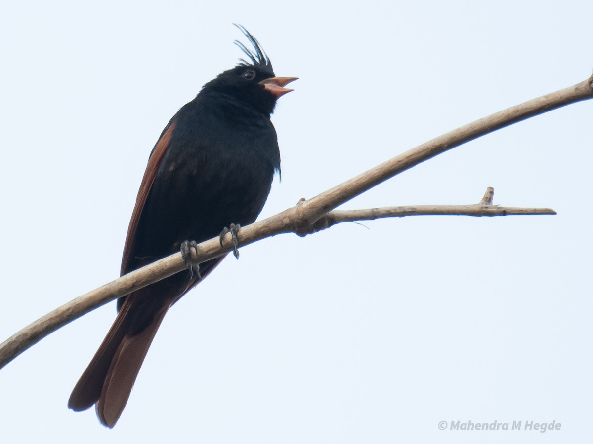 Crested Bunting - ML635758779
