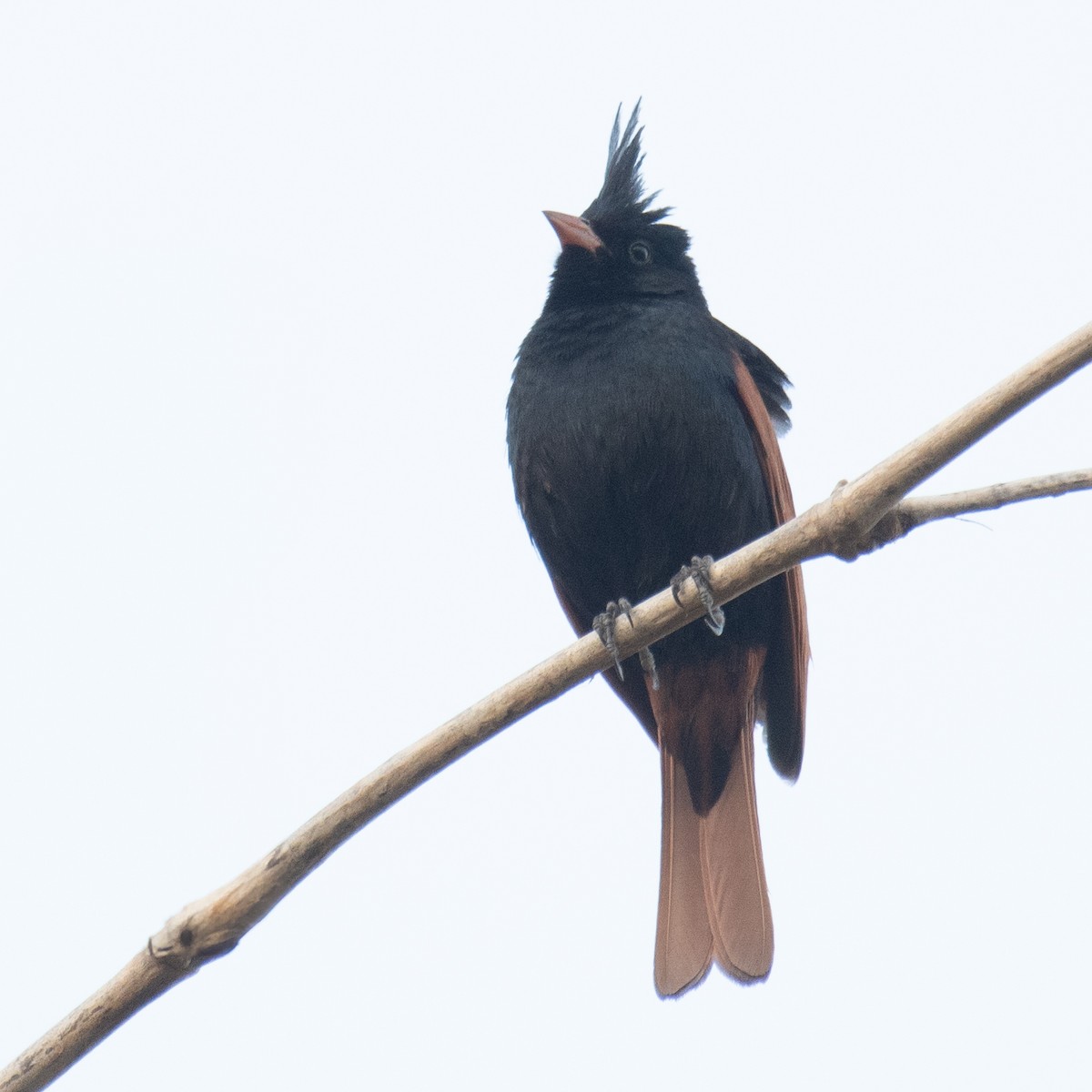 Crested Bunting - ML635758780