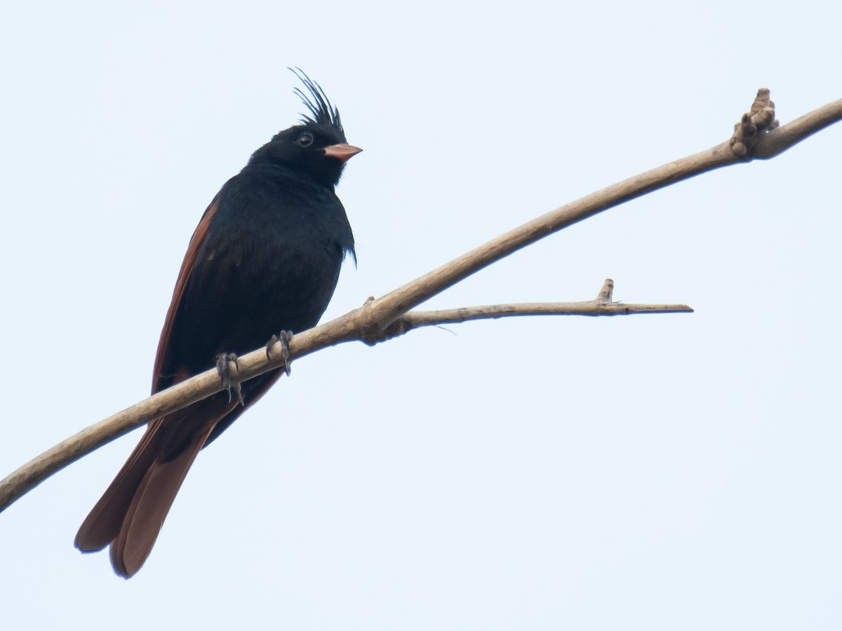 Crested Bunting - ML635758781