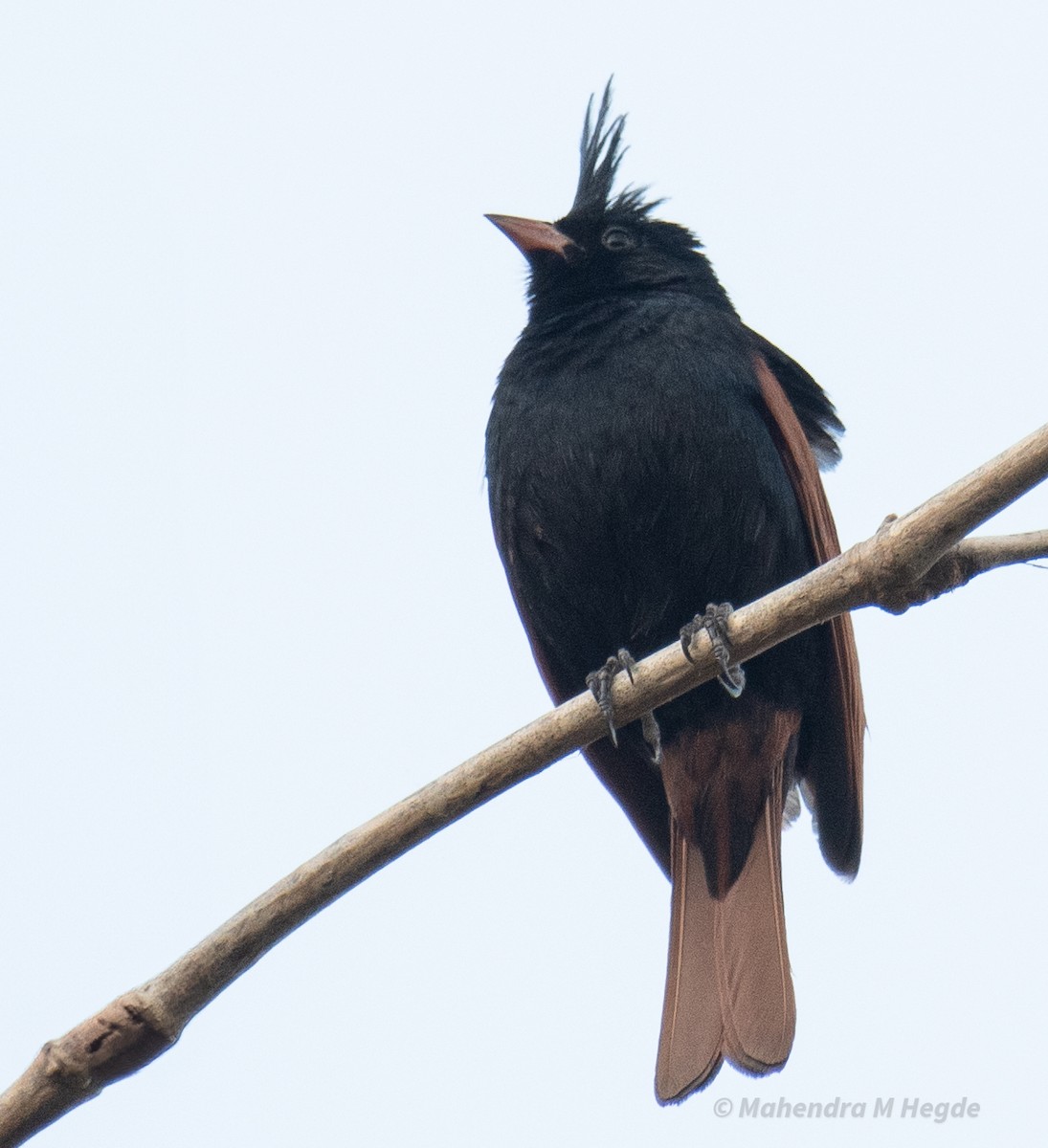 Crested Bunting - ML635758782