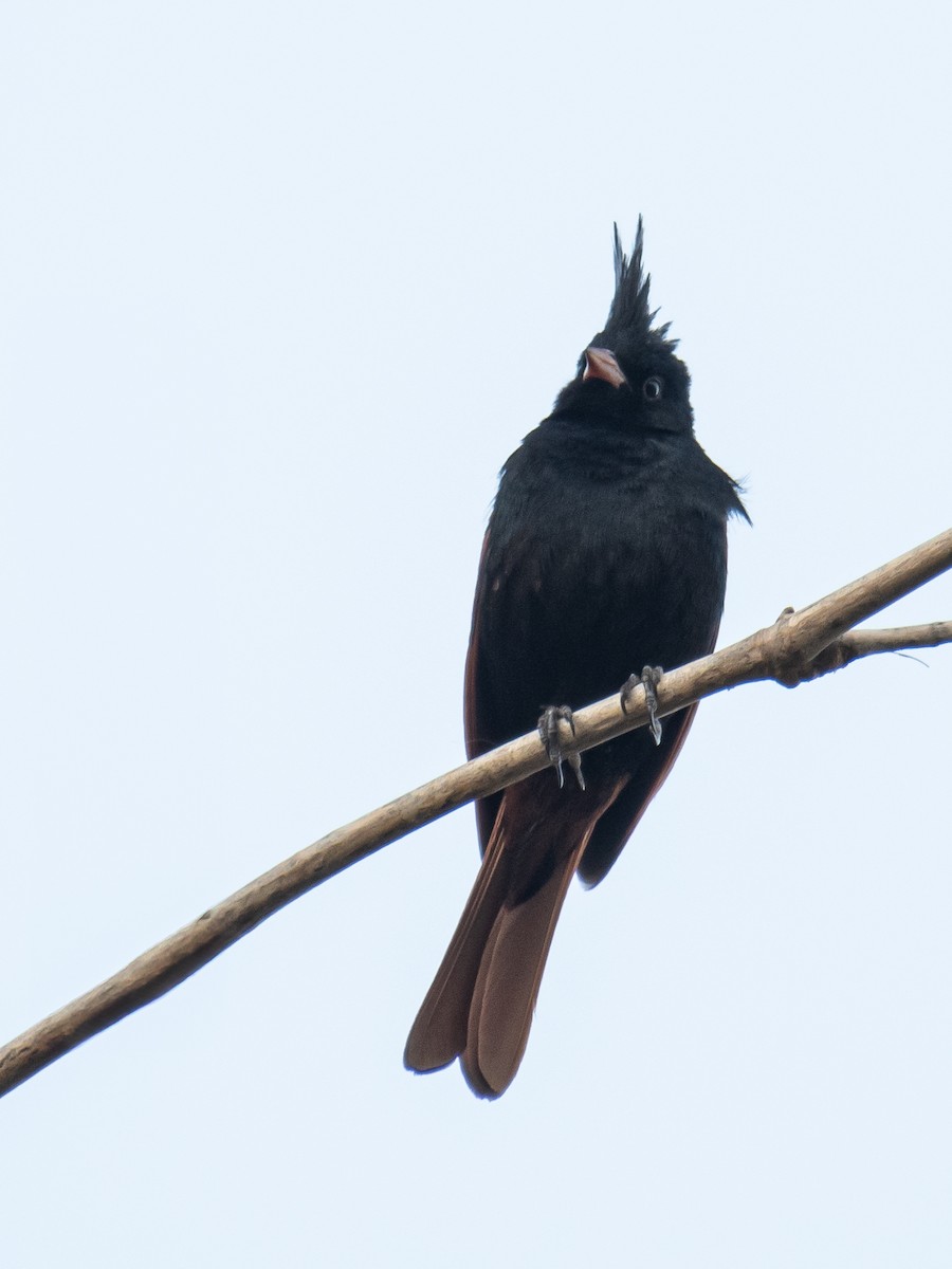 Crested Bunting - ML635758784