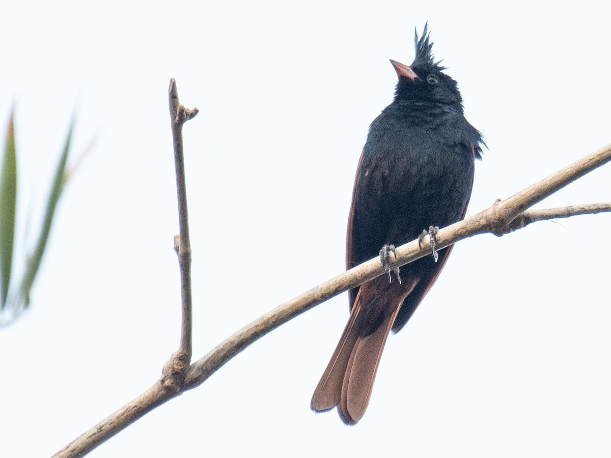 Crested Bunting - ML635758785