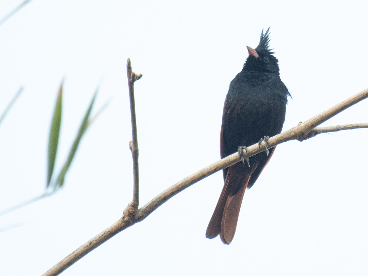 Crested Bunting - ML635758786