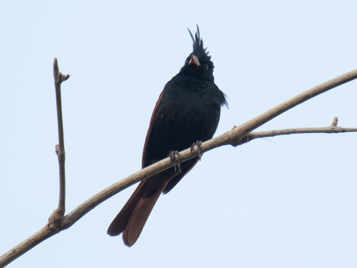 Crested Bunting - ML635758787