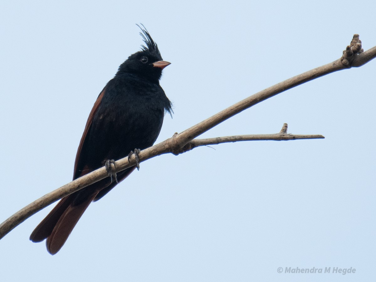 Crested Bunting - ML635758788