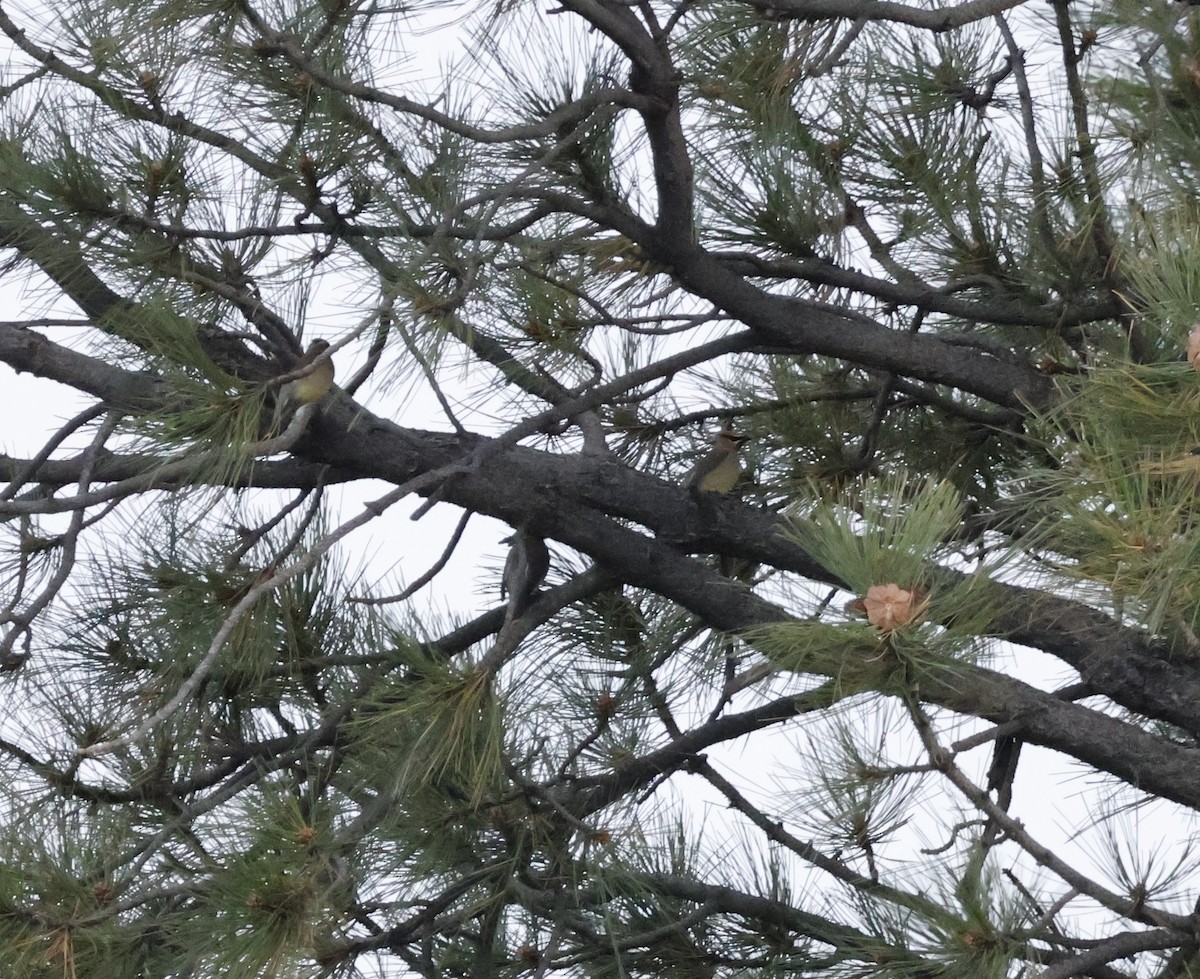 Cedar Waxwing - ML635758908