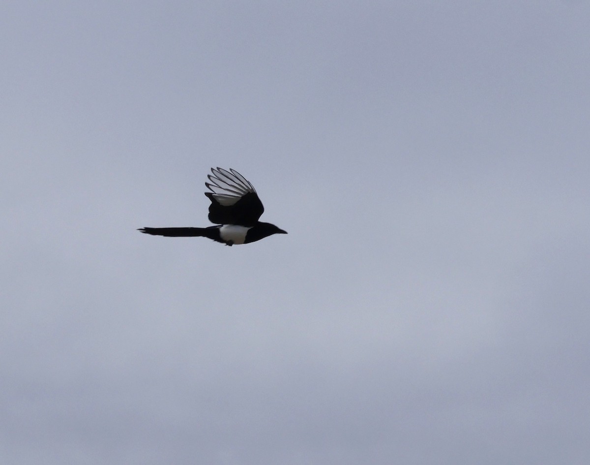 Black-billed Magpie - ML635758913