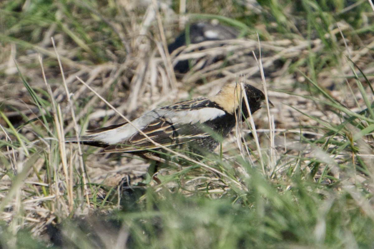 Bobolink - ML635758955