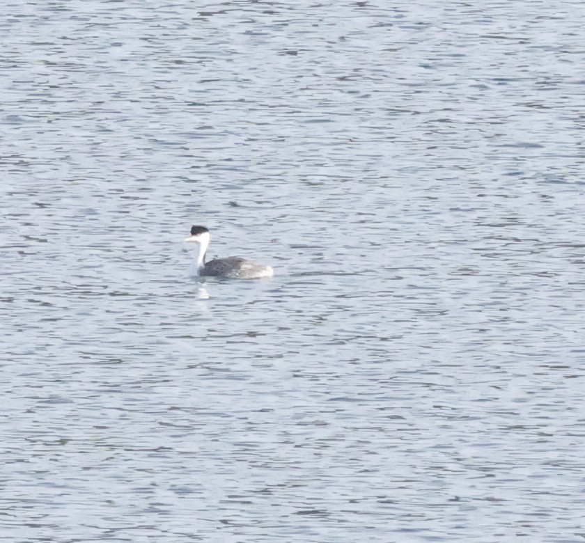 Clark's Grebe - ML635759055